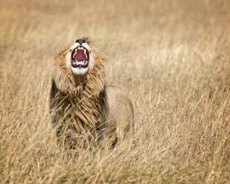 Fototapeta East African Lion