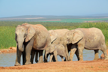 African elephants at waterhole, Addo Elephant National Park