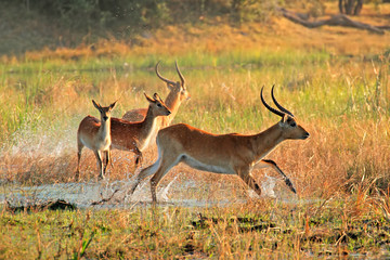 Red lechwe antelopes, Kwando river