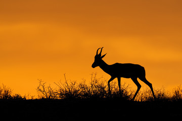 Springbok silhouette, Kalahari desert