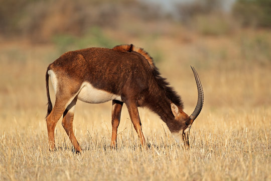 Female Sable Antelope (Hippotragus Niger)