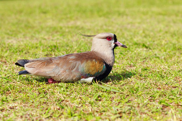 Bird southern lapwing (Vanellus chilensis) sitting on grass
