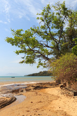 Tree on beach sand sea boat in Buzios, Brazil