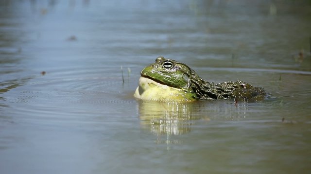 Male African giant bullfrog calling in a pond