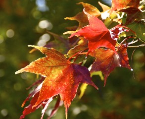 Fototapeta premium The beautiful maple leaves closeup in forests
