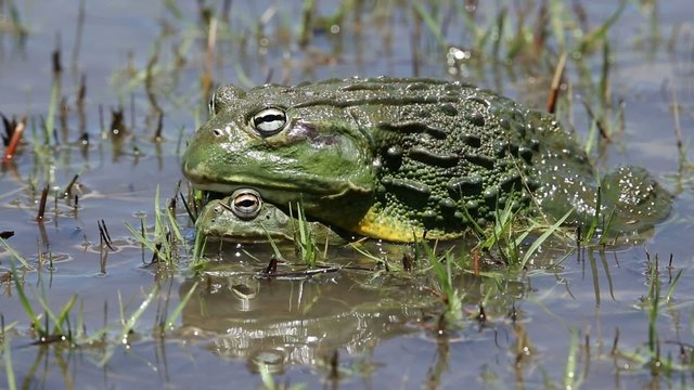 A pair of African giant bullfrogs mating in water