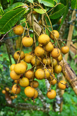 Longan on tree