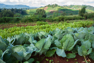 Cabbage crop with mountain background