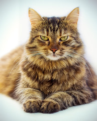 Portrait of brown-eyed cat isolated on white background