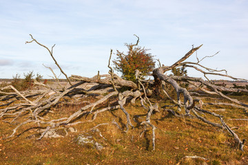 Old dead tree