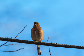 Chaffinch singing