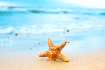 Fototapeta na wymiar Vacation Star Shell