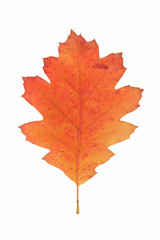 red oak autumn leaf