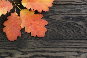 autumn background with red oak leaves on stained oak table