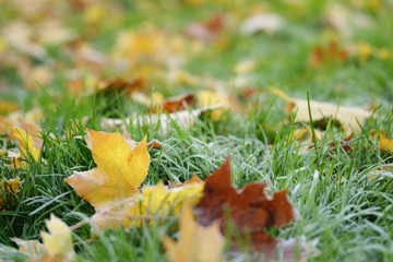 frosted maple leaves on grass