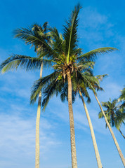 Idyllic Island Coconut Coast