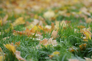 frosted maple leaves on grass