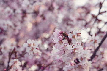 japan cherry sakura flowers in bloom