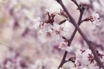 japan cherry sakura flowers in bloom