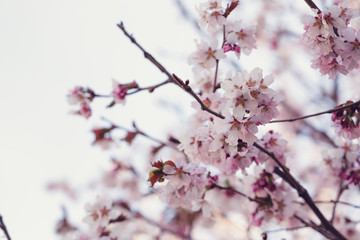 japan cherry sakura flowers in bloom
