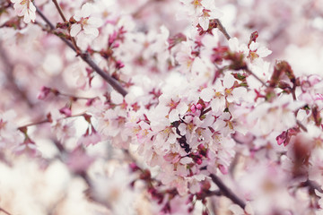japan cherry sakura flowers in bloom