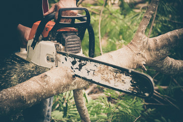 Man cuts tree with chainsaw