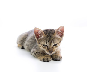 Cute tabby kitten isolated