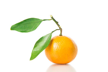 Orange fruit isolated