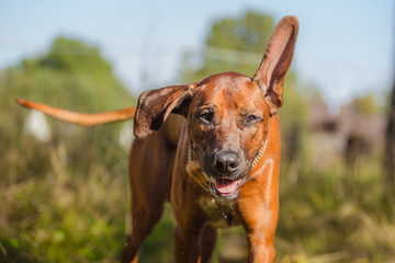 Rhodesian Ridgeback dog