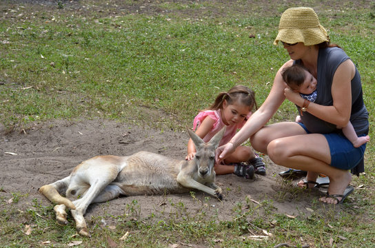 Eastern grey kangaroo female