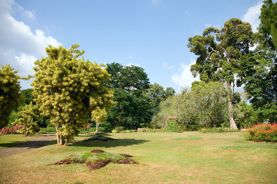 different kinds of trees in Royal Botanical Gardens, Peradeniya