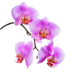 closeup of blooming  beautiful branch lilac orchid is isolated o