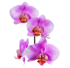 Fototapeta na wymiar Blooming beautiful branch of lilac orchid is isolated on white