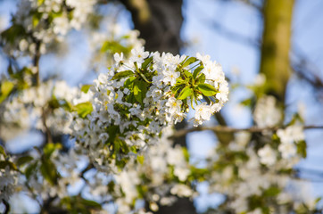 flower blossomed