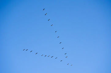 Birds fly symbolic key