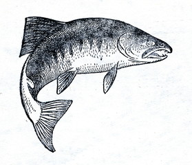 Chum salmon (Oncorhynchus keta) - 73234814