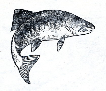 Fototapeta Chum salmon (Oncorhynchus keta)