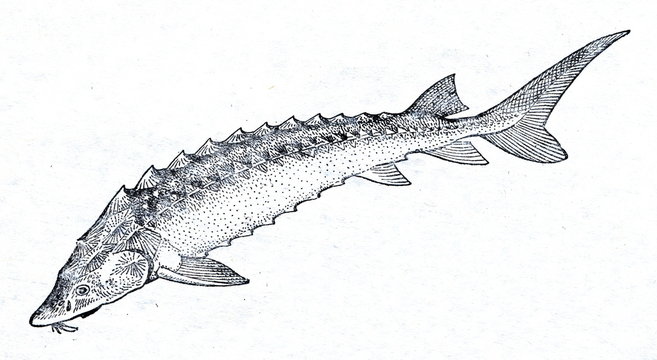 Russian sturgeon (Acipenser gueldenstaedtii)