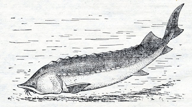 Beluga (Huso huso)