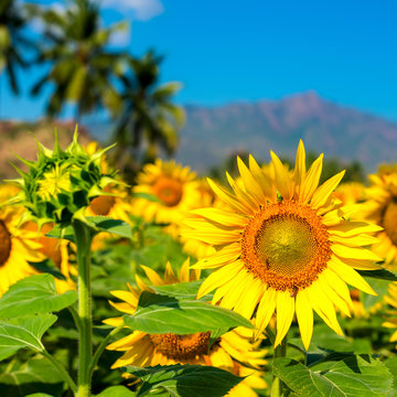 Beautiful bloming field of sunflower background with blue sky an