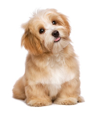 Beautiful sitting reddish havanese puppy dog is looking upward - obrazy, fototapety, plakaty