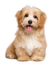 Fototapeta Beautiful happy reddish havanese puppy dog is sitting frontal obraz