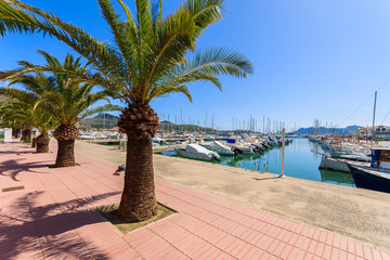 Fototapeta premium Palm trees on promenade in Port Pollenca town on Majorca island