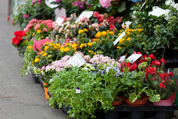 Street show-window of flower shop in Nilano, Europe