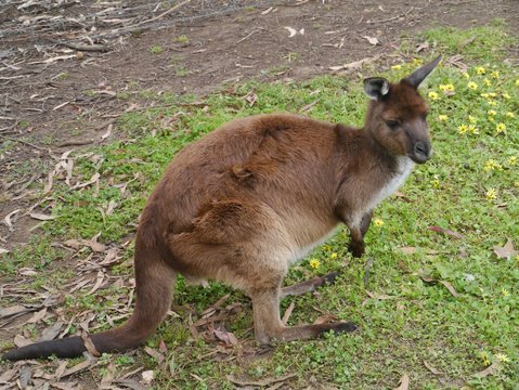 A kangaroo on Kangaroo island in Australia
