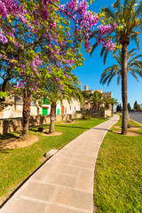 Alley in a park in spring season, Alcudia, Majorca island