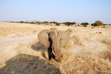 One day of safari in Tanzania - Africa - Elephants