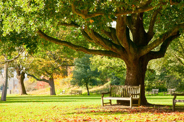 Fototapeta Kew Gardens park obraz