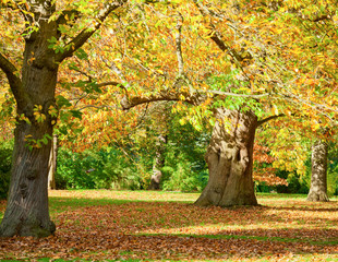 Naklejka premium Kew Gardens park