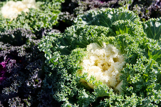 close up image of Korean Lettuce in farm